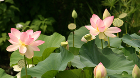 荷塘荷花莲藕图片