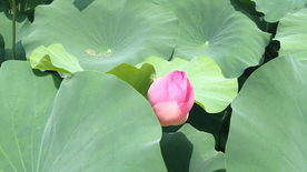 荷塘荷花莲藕图片