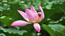 荷塘荷花莲藕图片