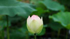 荷塘荷花莲藕图片