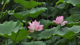 荷塘荷花莲藕图片