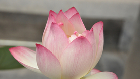 荷塘荷花莲藕图片