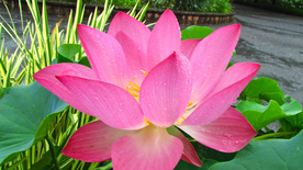 荷塘荷花莲藕图片