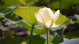 荷塘荷花莲藕图片