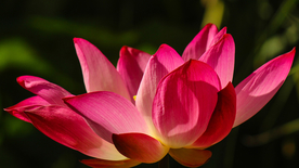 荷塘荷花莲藕图片