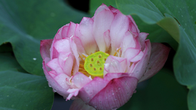 荷塘荷花莲藕图片