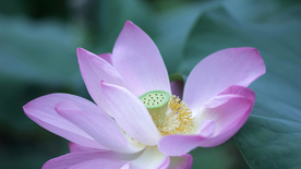 荷塘荷花莲藕图片