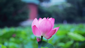 荷塘荷花莲藕图片