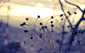 花艺插花捧花桌花图片