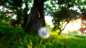 蒲公英蒲公英花图片