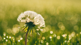 蒲公英蒲公英花图片