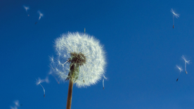 蒲公英蒲公英花图片