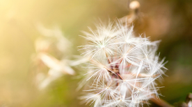 蒲公英蒲公英花图片