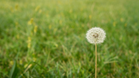 蒲公英蒲公英花图片