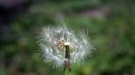 蒲公英蒲公英花图片