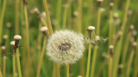 蒲公英蒲公英花图片