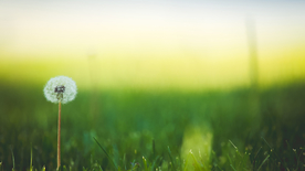 蒲公英蒲公英花图片