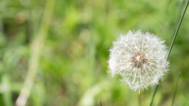 蒲公英蒲公英花图片