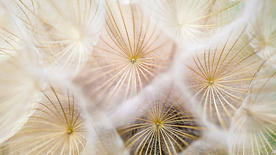 蒲公英蒲公英花图片