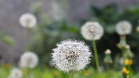 蒲公英蒲公英花图片