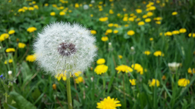 蒲公英蒲公英花图片