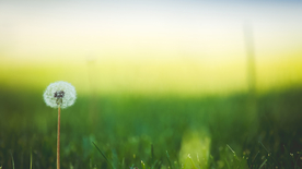 蒲公英蒲公英花图片