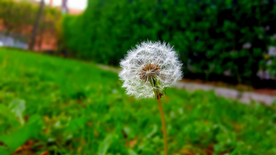 蒲公英蒲公英花图片