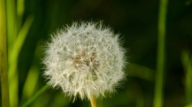 蒲公英蒲公英花图片