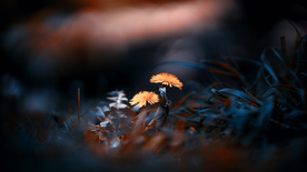 蒲公英蒲公英花图片