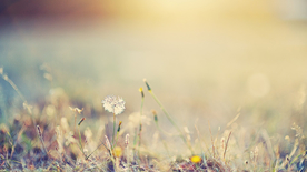 蒲公英蒲公英花图片