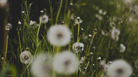 蒲公英蒲公英花图片