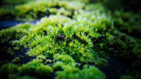 苔藓青苔图片