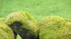 苔藓青苔图片