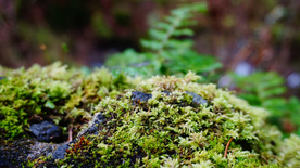 苔藓青苔图片