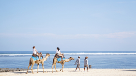 骆驼驼队沙漠戈壁荒野