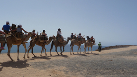骆驼驼队沙漠戈壁荒野