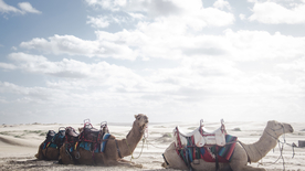 骆驼驼队沙漠戈壁荒野