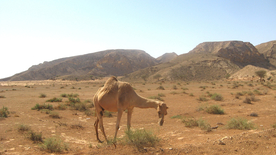 骆驼驼队沙漠戈壁荒野