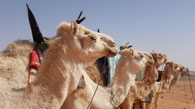 骆驼驼队沙漠戈壁荒野