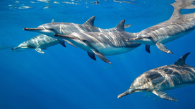 海豚海豚表演图片