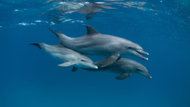 海豚海豚表演图片