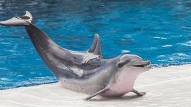 海豚海豚表演图片