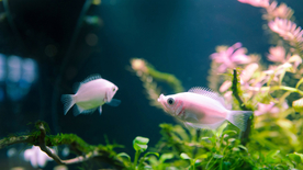 热带鱼观赏鱼海洋水族生物