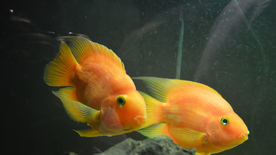 热带鱼观赏鱼海洋水族生物