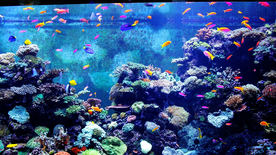 热带鱼观赏鱼海洋水族生物