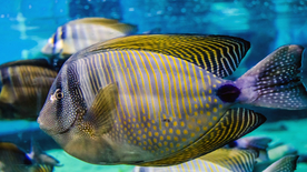 热带鱼观赏鱼海洋水族生物