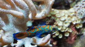 热带鱼观赏鱼海洋水族生物