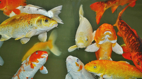 热带鱼观赏鱼海洋水族生物