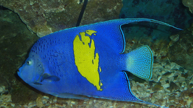 热带鱼观赏鱼海洋水族生物