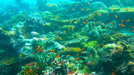 热带鱼观赏鱼海洋水族生物